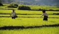 Muong Thanh, the largest field in Northwest Vietnam
