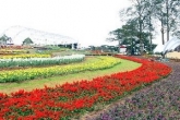 Planters in rush for Da Lat Flower Festival - Dec 2013