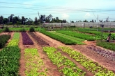 Tra Que Vegetable Village - Hoi An Ancient Town